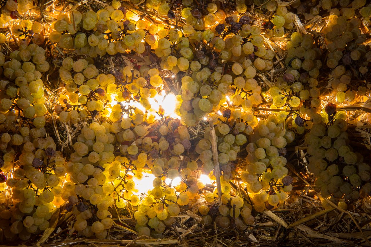 Vignoble Technique Vin de paille VDP-0003